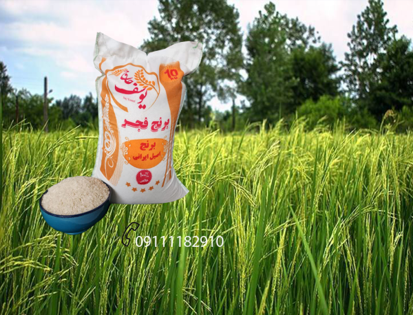 برنج فجر گیلان