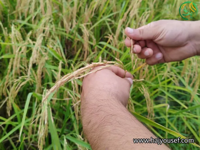 ظاهر برنج هاشمی گیلان، درجه یک، فوق ممتاز