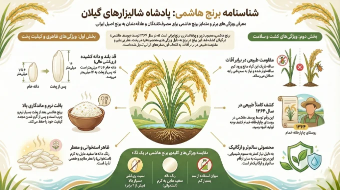 معرفی ویژگی‌های برنج هاشمی 