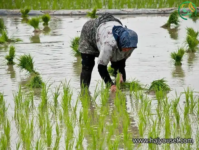 خصوصیات برنج علی کاظمی