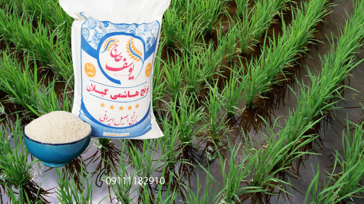 قیمت برنج هاشمی