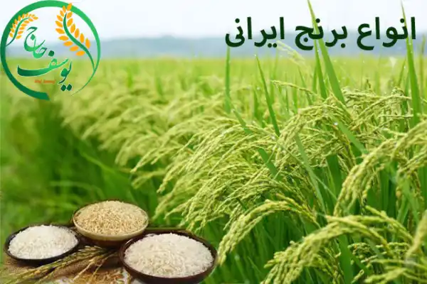انواع برنج ایرانی