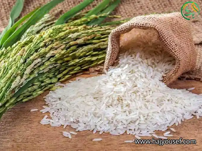 تاریخچه کشت برنج در ایران