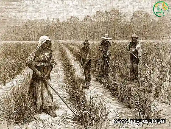 تاریخچه کشت برنج