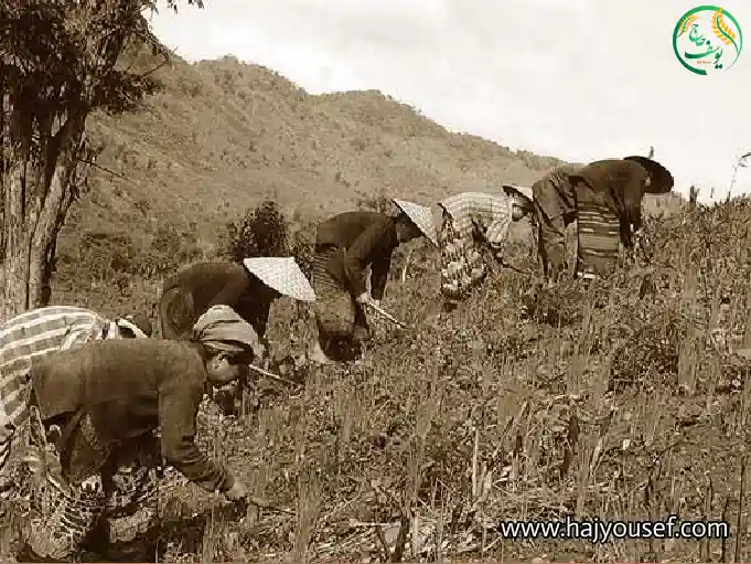کشت برنج