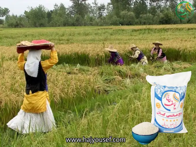 بهترین برنج عطری ایرانی