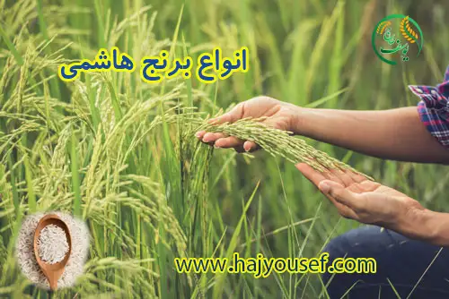 انواع برنج هاشمی