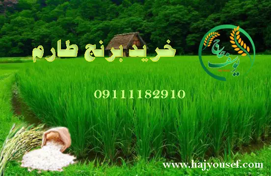 خرید برنج طارم