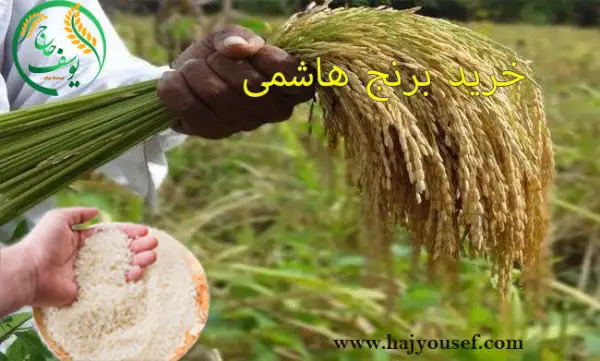 خرید برنج هاشمی