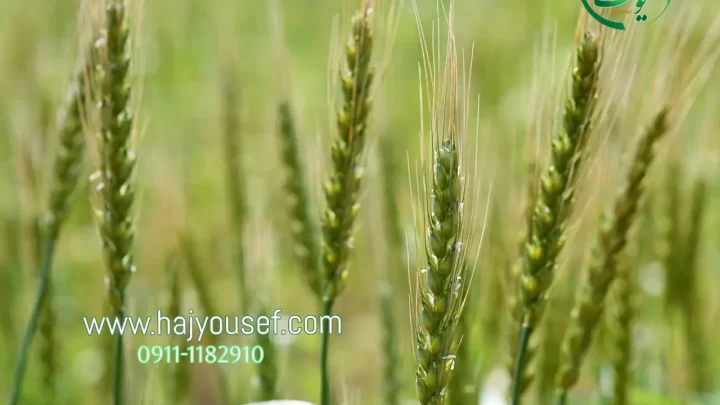 قیمت برنج ایرانی