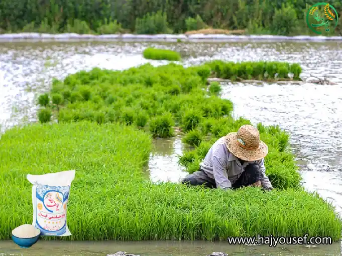 خرید برنج ایرانی درجه یک