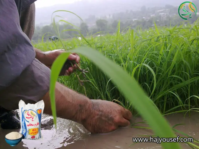 خواص برنج قهوه ایی