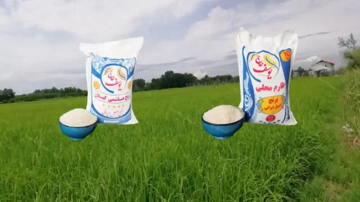 برنج طارم یا هاشمی؟