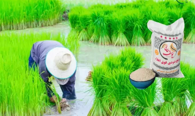 قیمت برنج دودی هاشمی