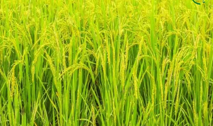 تشخیص برنج صدری