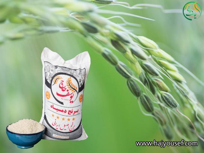برنج دم سیاه چیست؟