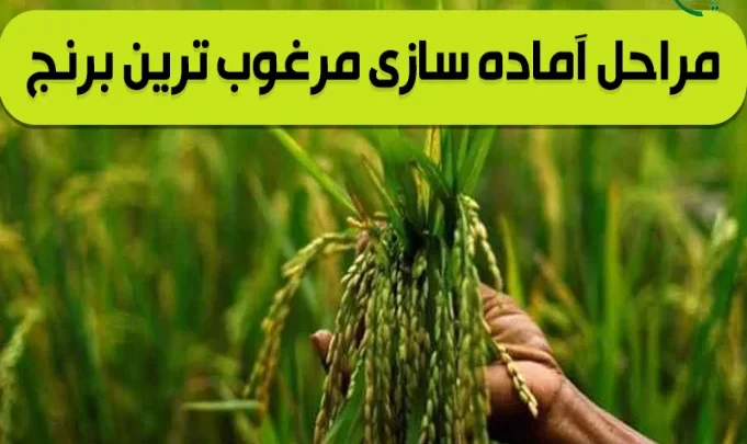 آماده سازی برنج