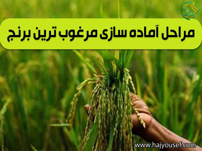 مراحل تولید برنج ایرانی