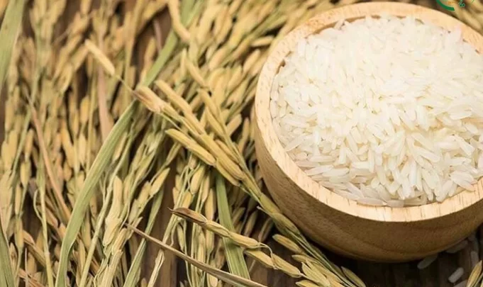 برنج کهنه چیست