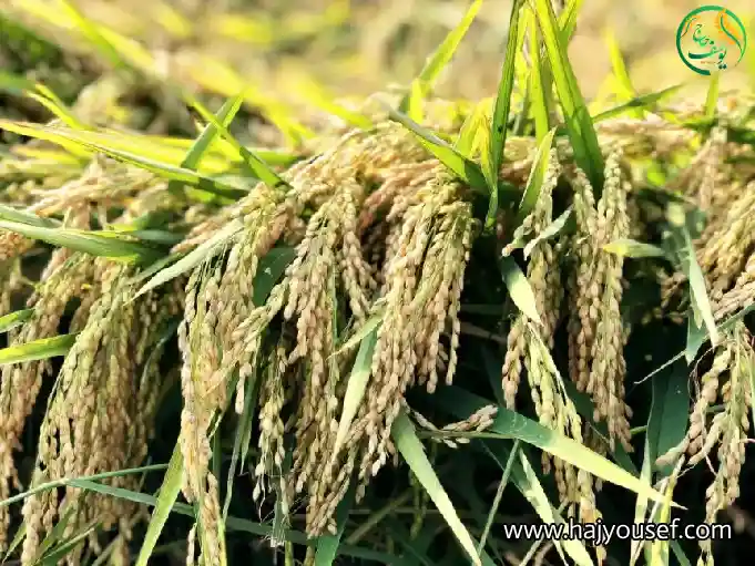 مراحل کاشت برنج