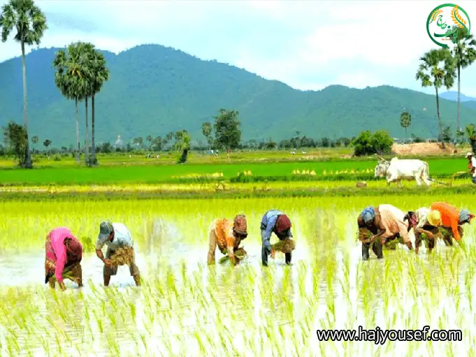 کاشت برنج