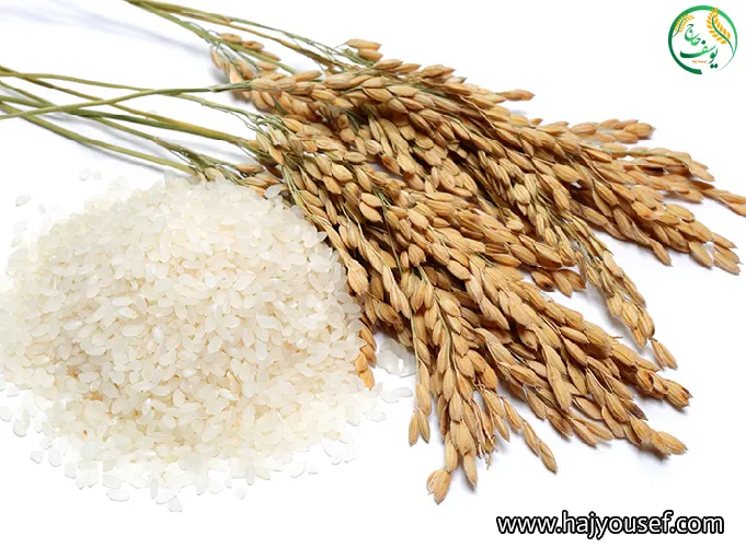 انواع برنج گیلان