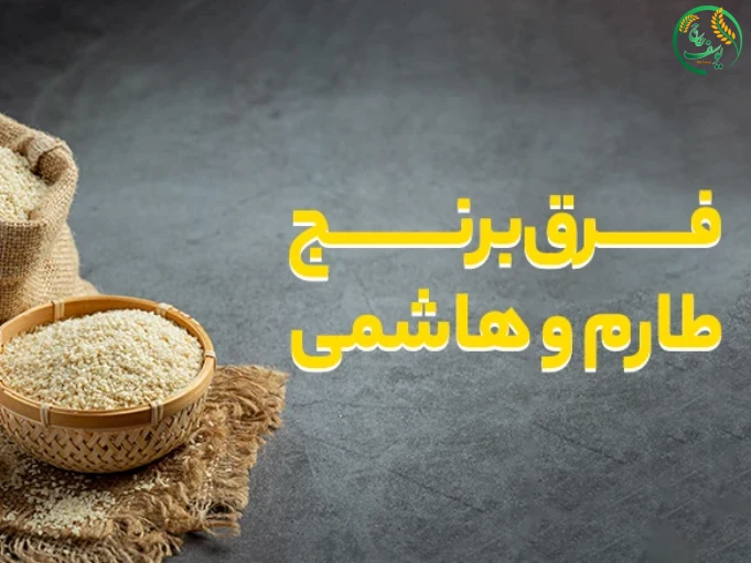 برنج هاشمی و طارم