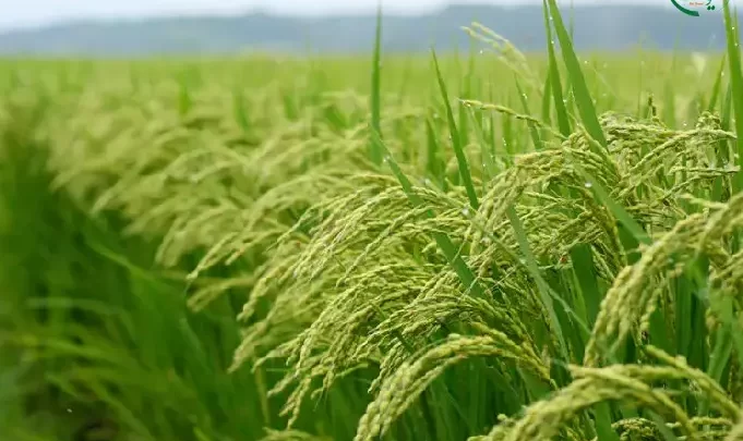 معرفی گیاه برنج