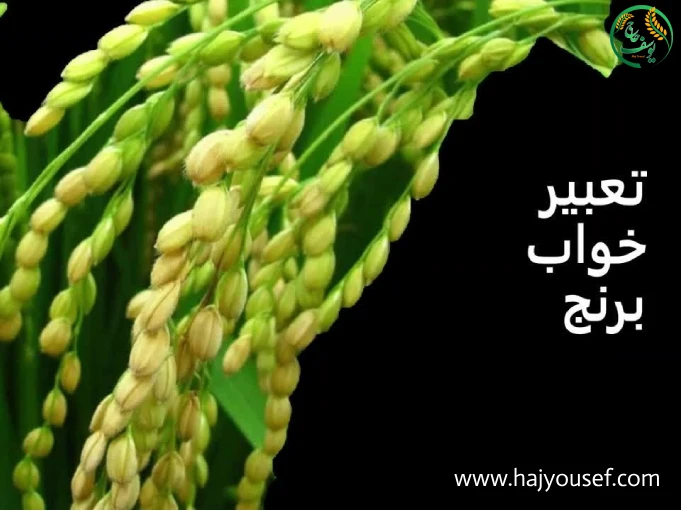 تعبیر خواب برنج؛ نشانه رزق، آرامش یا تغییر در زندگی؟