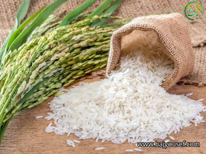 خصوصیات برنج گیلان