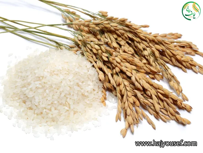 قیمت برنج گیلان