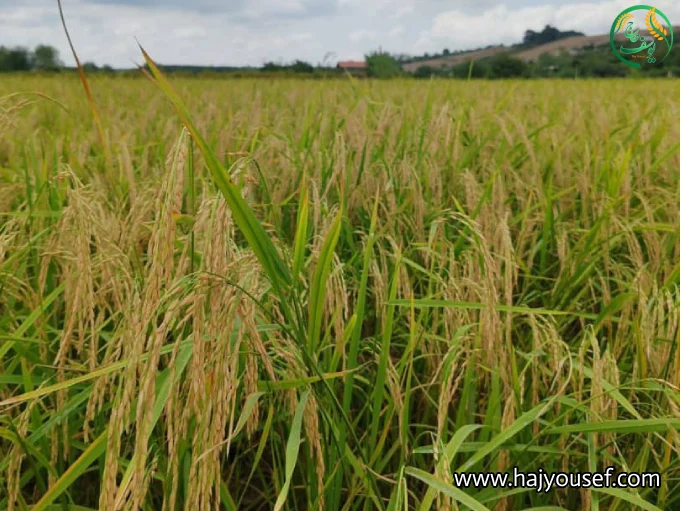 تشخیص آرسنیک در برنج