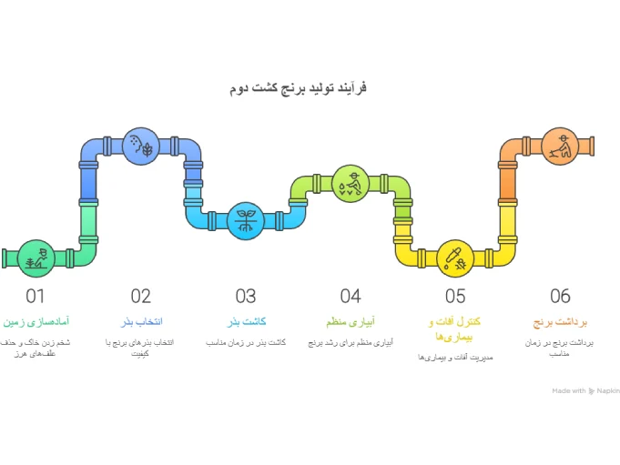 فرآیند تولید برنج کشت دوم